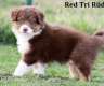 ***Top Australian Shepherd Welpen***